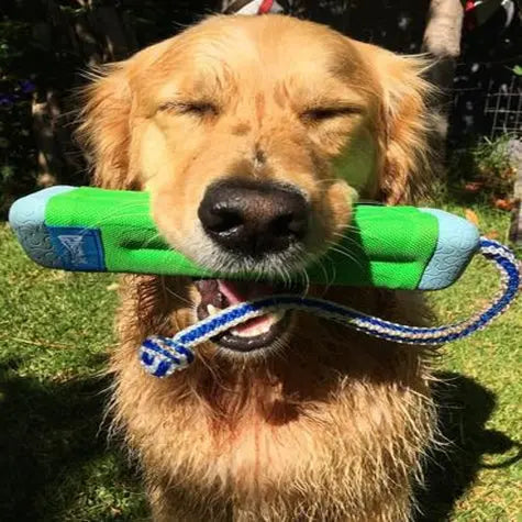 Golden retriever happily holding a green dog toy with a rope in a sunny garden.
