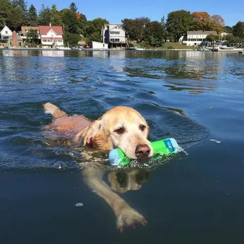 Golden retriever swimming in a lake with a colorful toy in its mouth.