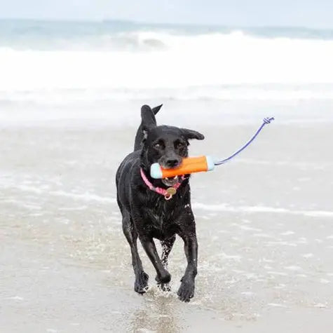Black dog joyfully running on the beach with a colorful toy in its mouth.