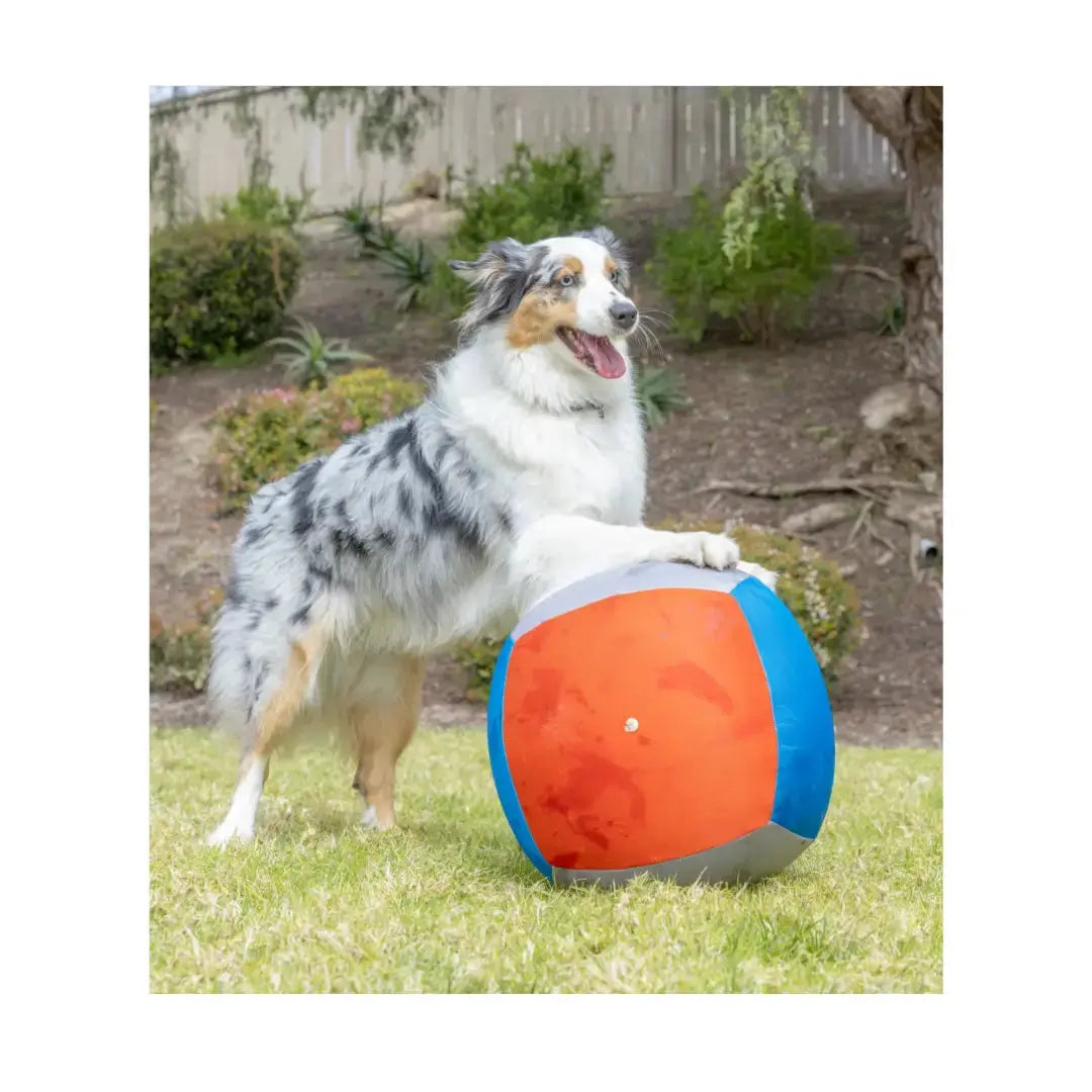 Chuckit! Big Air Ball Dog Toy   | Canine & Co