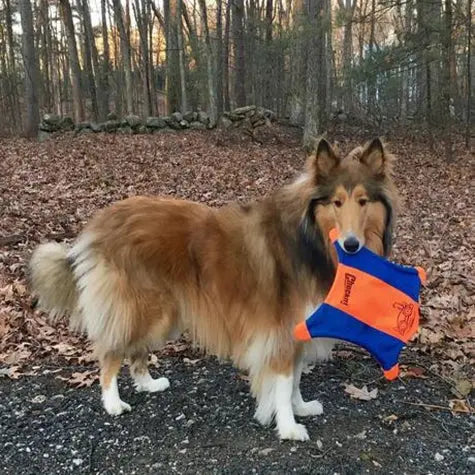 Collie dog playing with a bright orange and blue fetch toy in a wooded area.