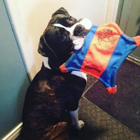 Dog playing with a colorful toy, showcasing its playful spirit and joy.