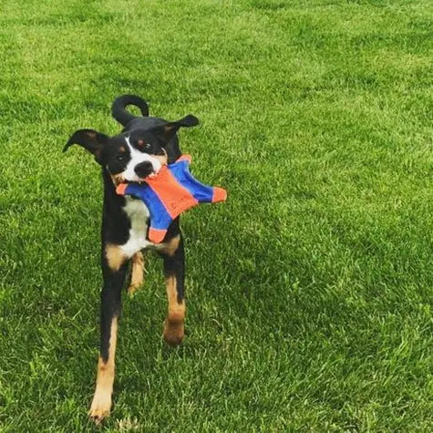 Playful dog running with a colorful toy in a lush green field.