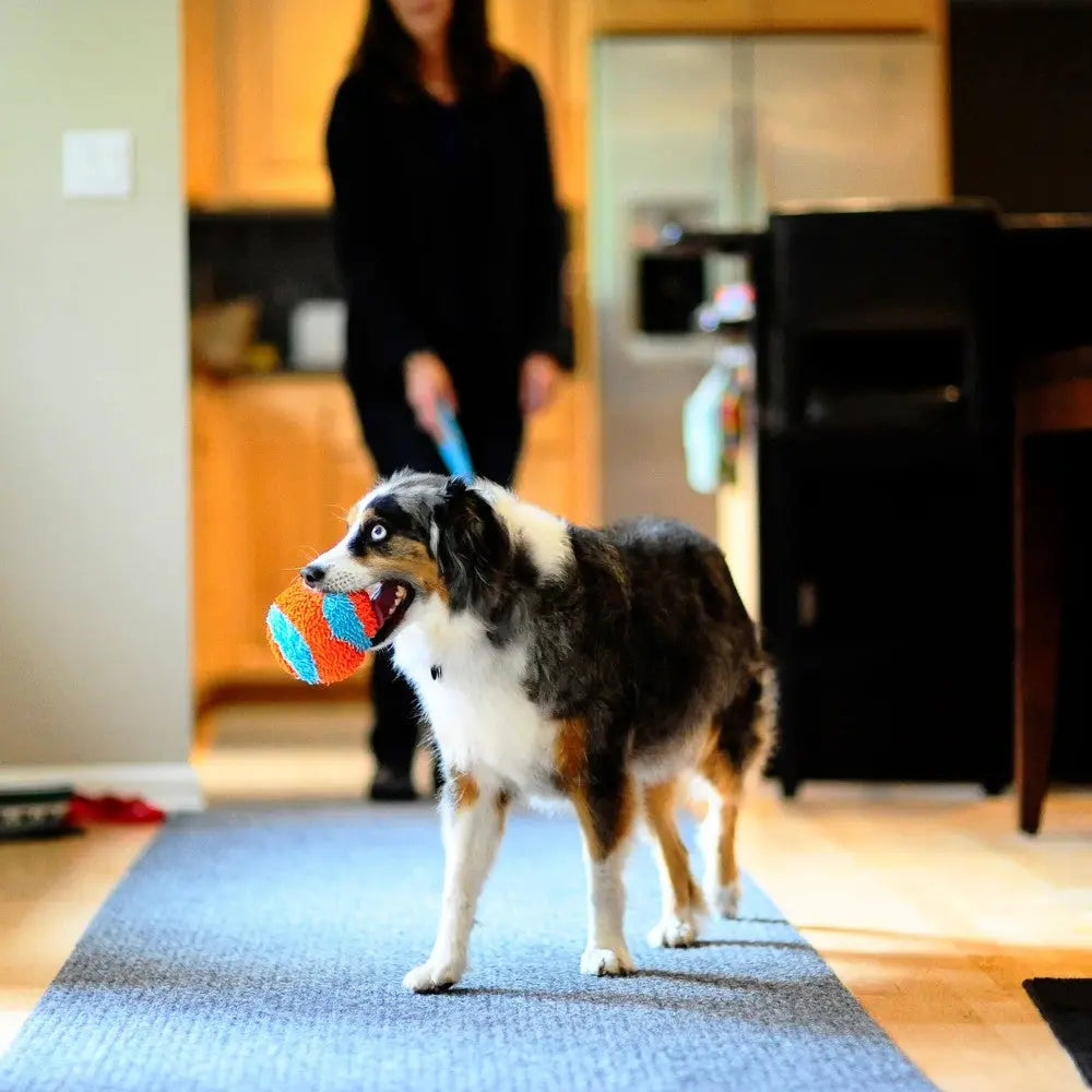 Dog playing with a colorful toy ball in a cozy home setting.