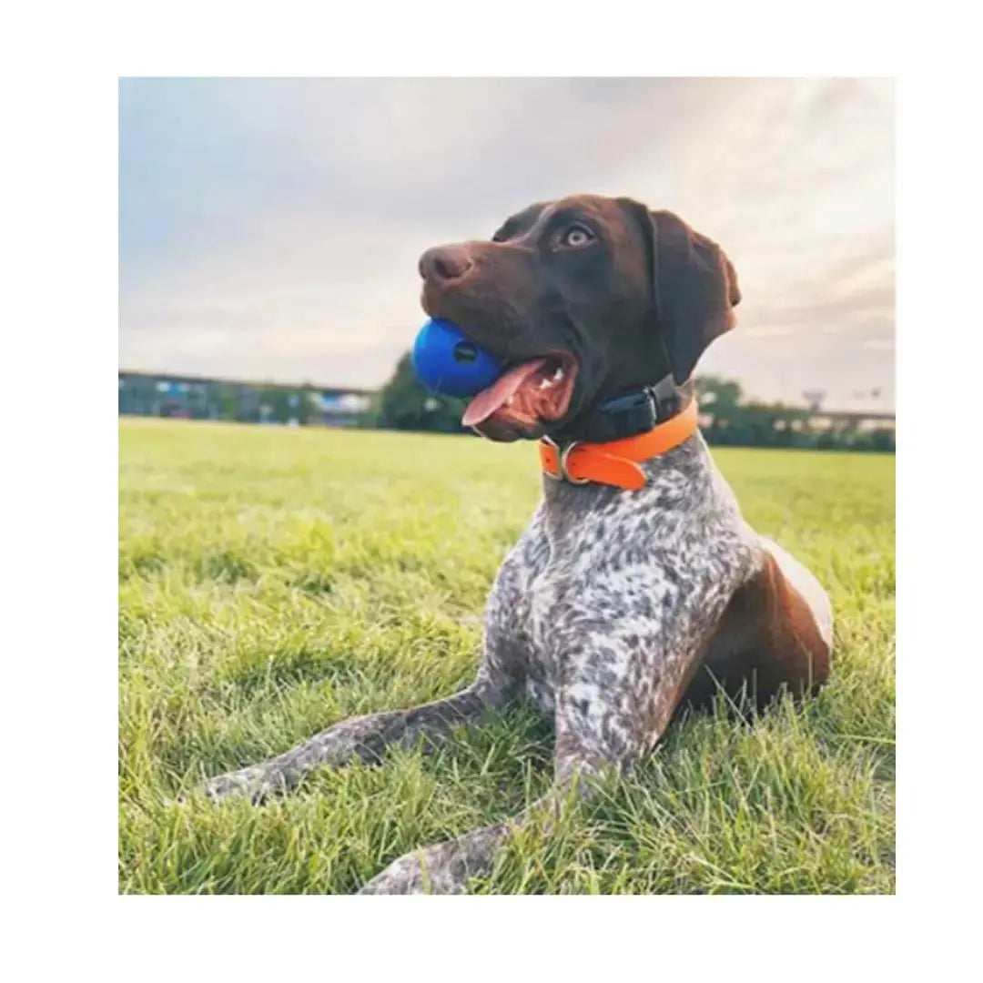 Chuckit! Super Crunch Ball Medium 1-Pk   | Canine & Co