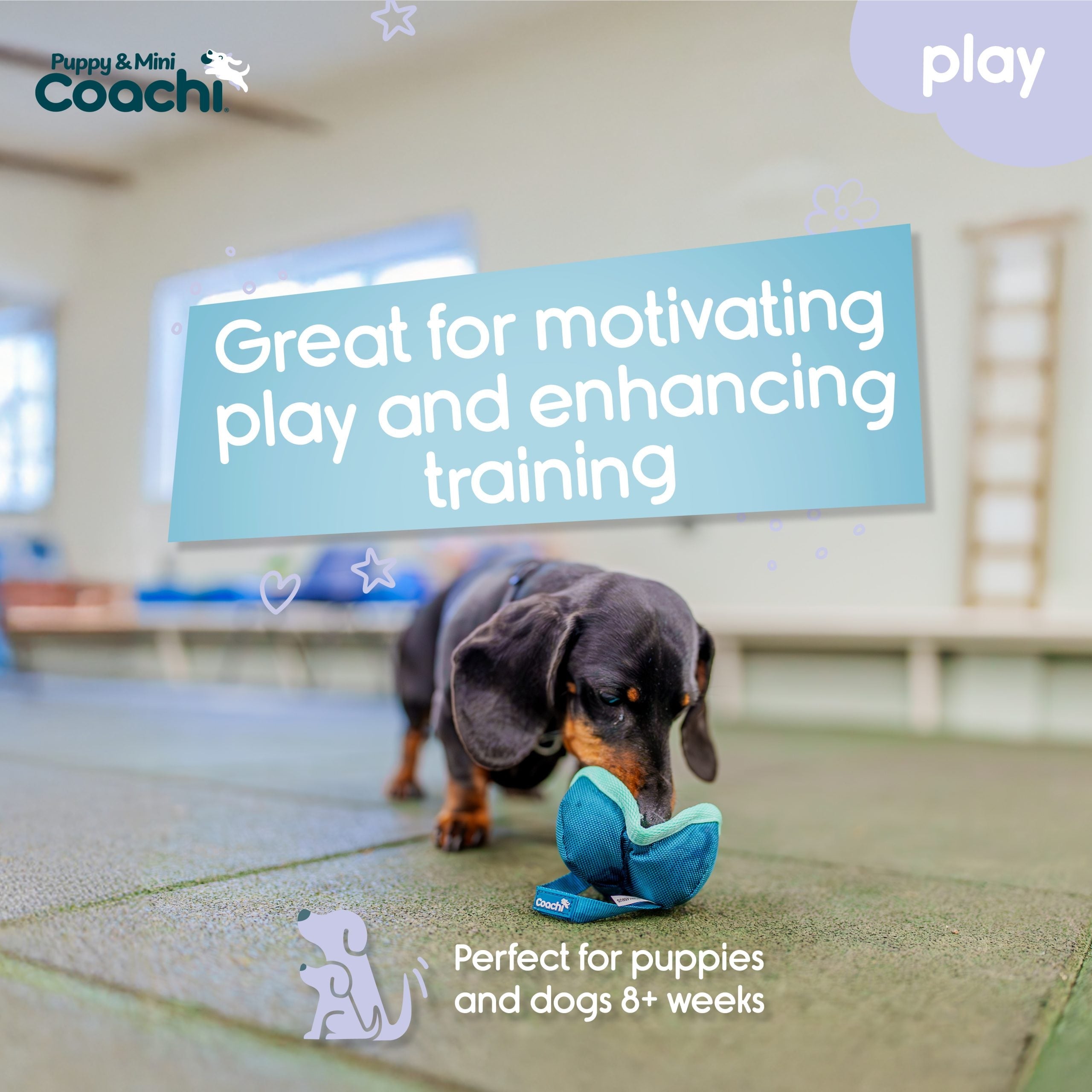 Company of Animals Coachi Chase & Treat Puppy & Mini