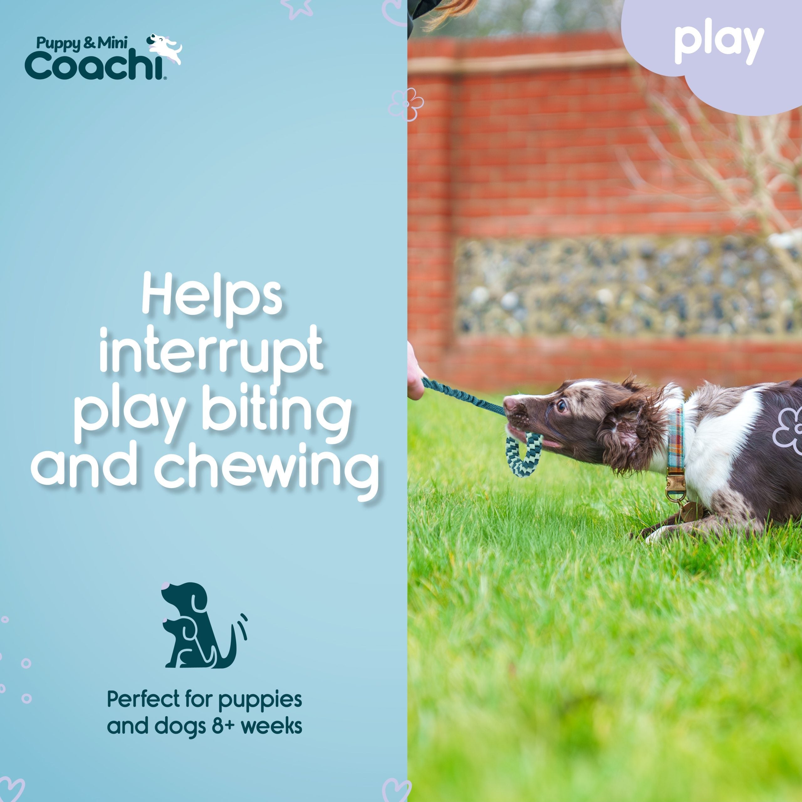 Company of Animals Coachi Tuggi Helix Puppy & Mini