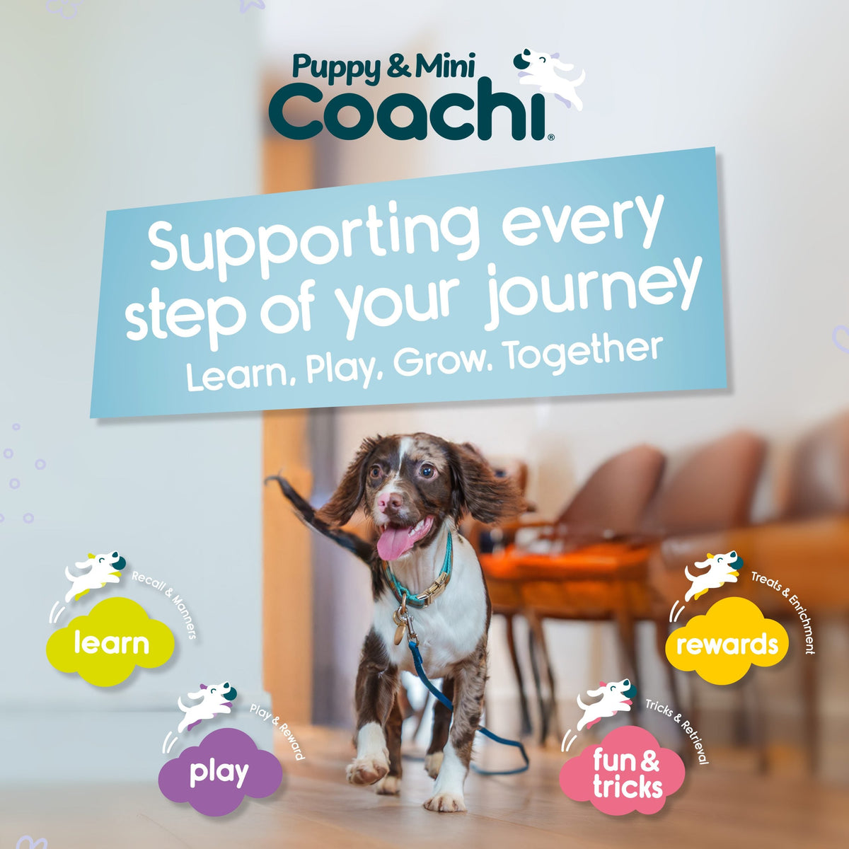Company of Animals Coachi Chase & Treat Puppy & Mini