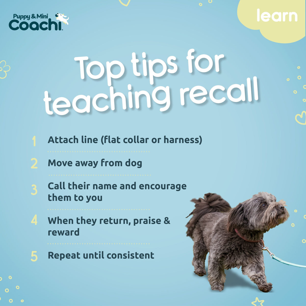 Company of Animals Coachi Waterproof Training Line Puppy & Mini