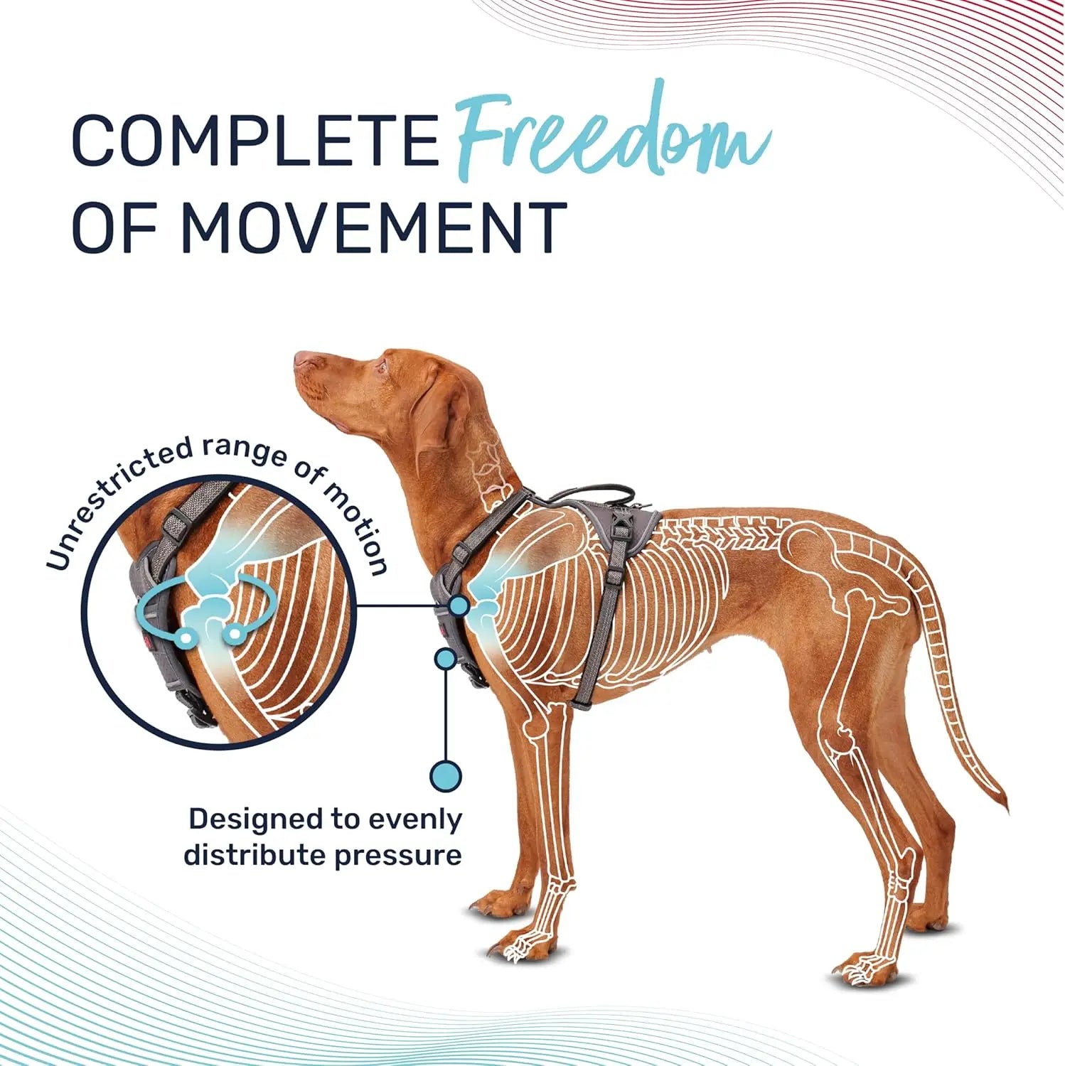 Company Of Animals Halti Anatomy Dog Harness   | Canine & Co