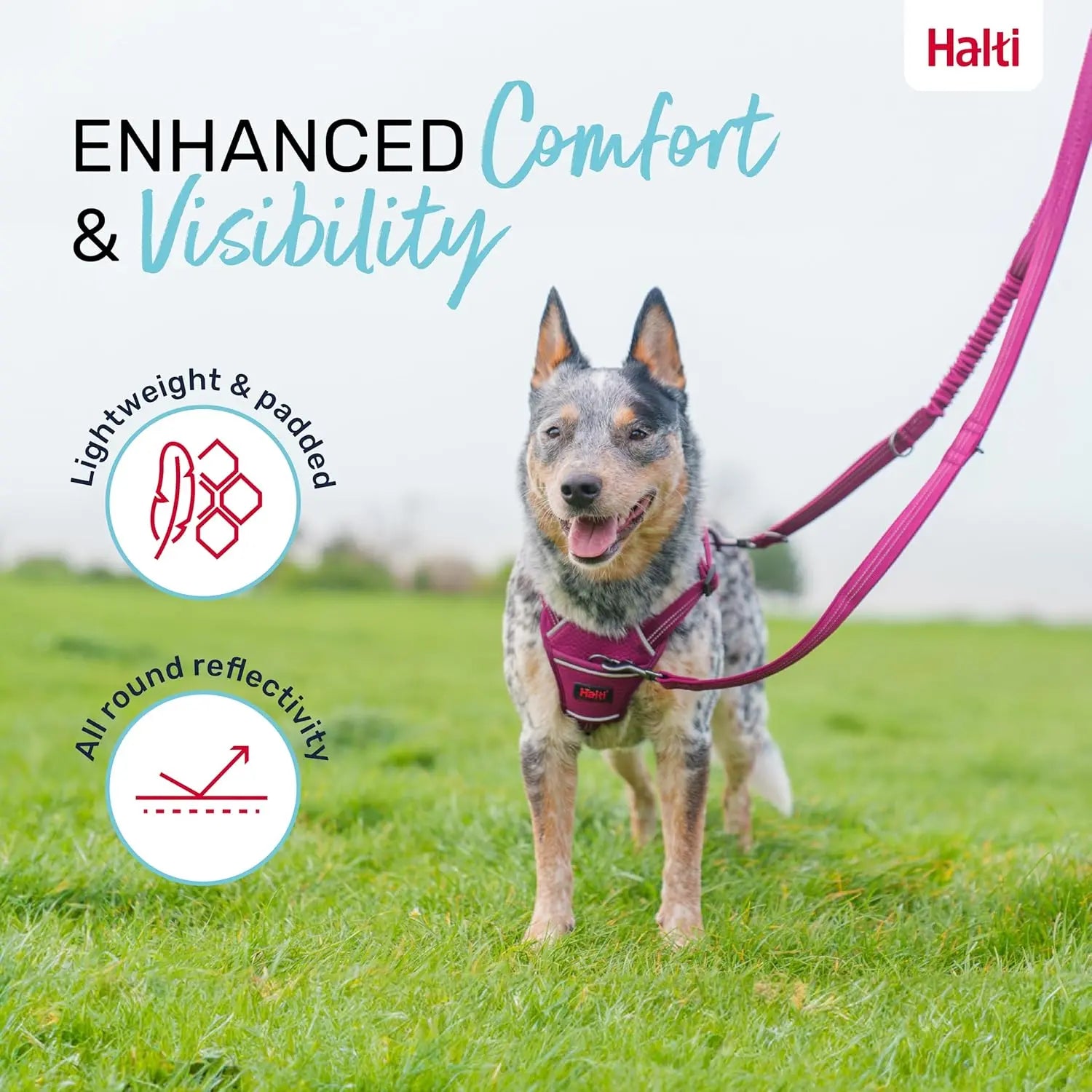 Company Of Animals Halti Anatomy Dog Multi Lead   | Canine & Co