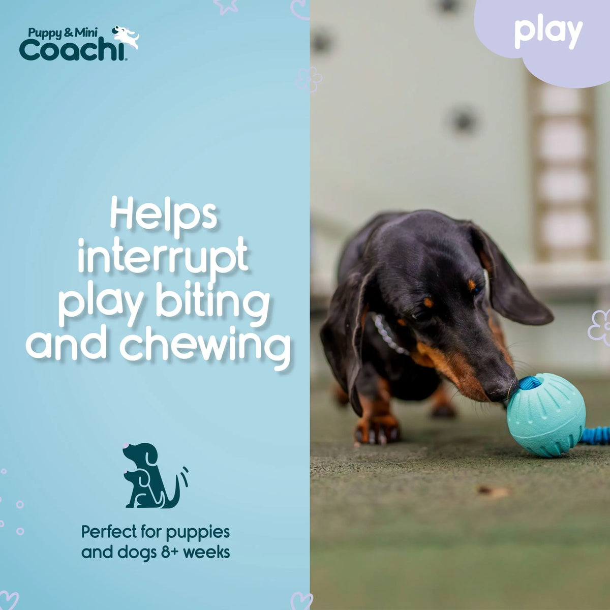 Company of Animals Coachi Tuggi Ball Puppy & Mini