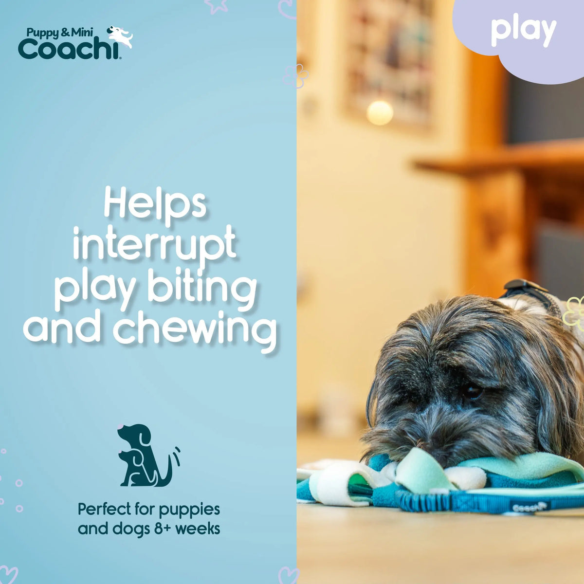 Company of Animals Coachi Tuggi Spider Puppy & Mini   | Canine & Co