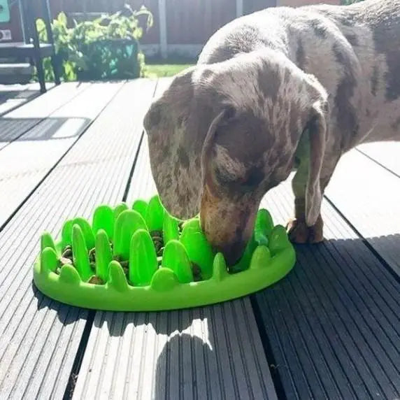 Dachshund eating from a green slow feeder bowl designed to promote healthy eating habits.