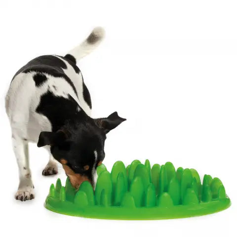 Dog exploring a green interactive feeding mat designed to slow down mealtime.
