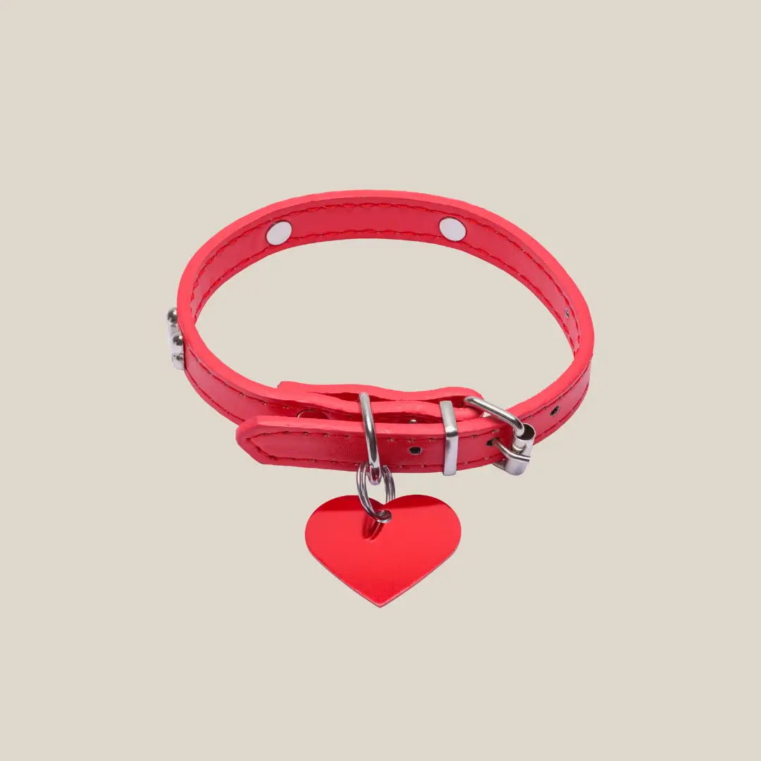 Dog Collars and Tags