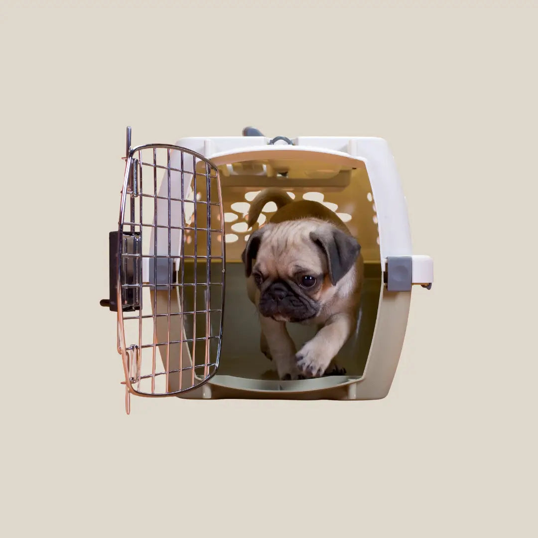Dog Travel