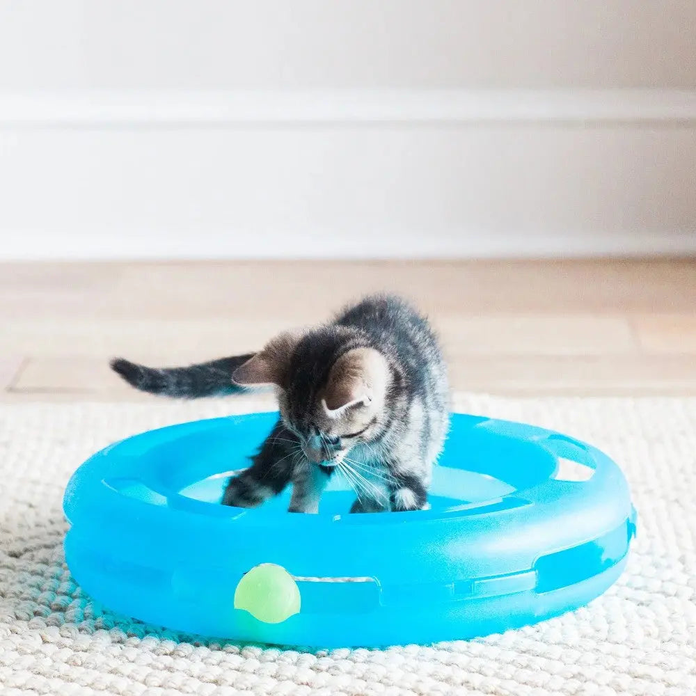 Playful kitten engaging with a blue interactive toy ball on a cozy rug.