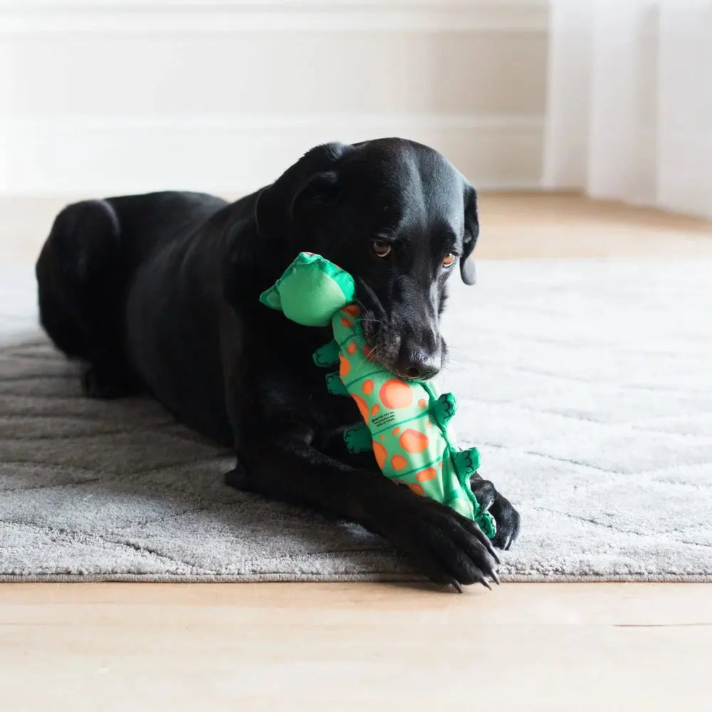 Black dog playing with a colorful chew toy on a soft rug indoors.