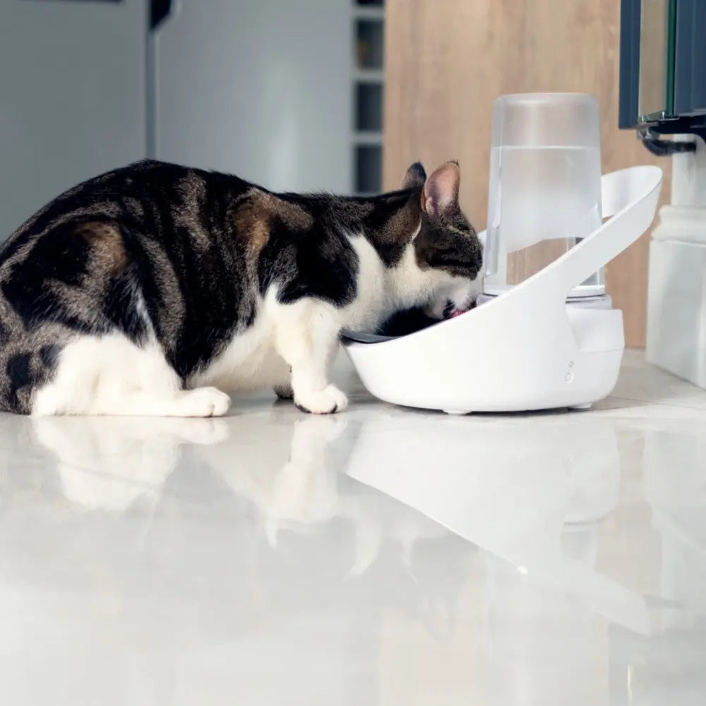 Cat drinking from a modern pet water fountain on a sleek floor.