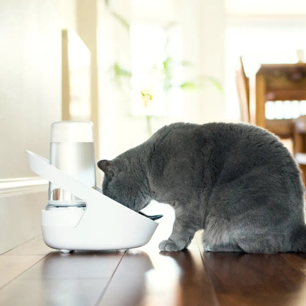 Gray cat drinking from a modern pet water fountain in a bright, cozy home setting.