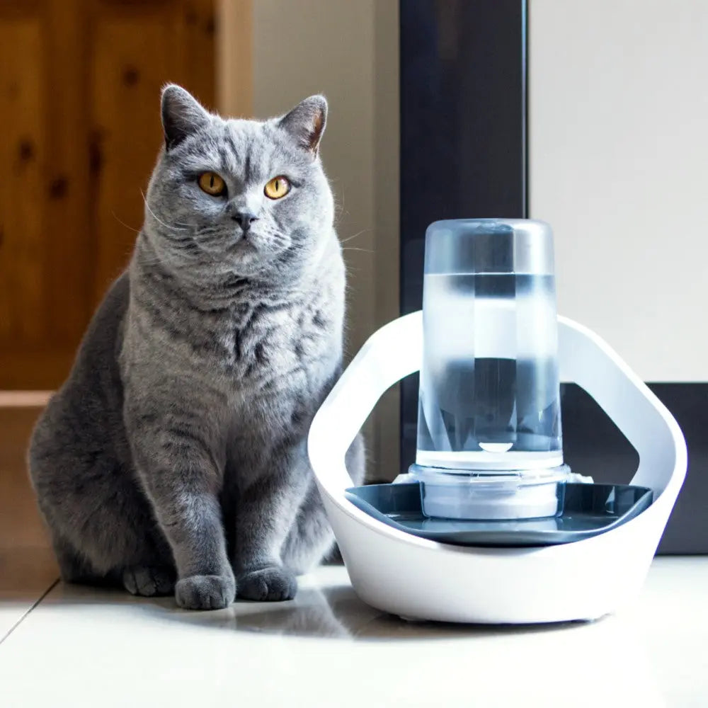 Gray cat sitting beside a modern pet water fountain in a stylish home setting.