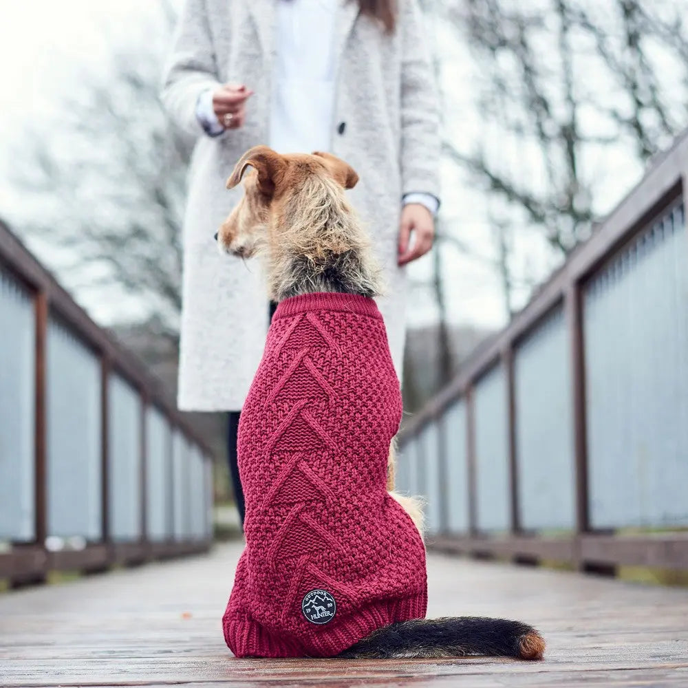 Dog wearing a cozy red sweater on a wooden bridge during a walk.