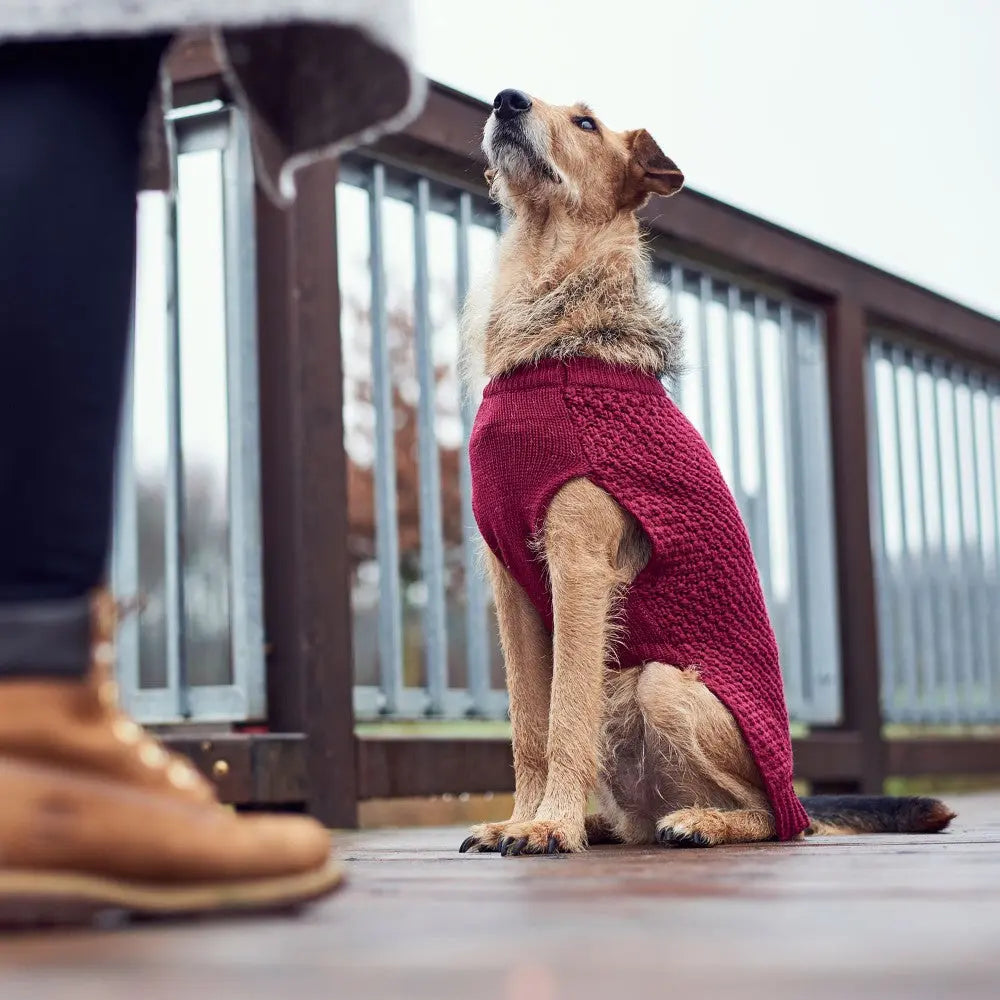 Dog in a cozy red sweater sitting on a wooden deck, looking up at its owner.