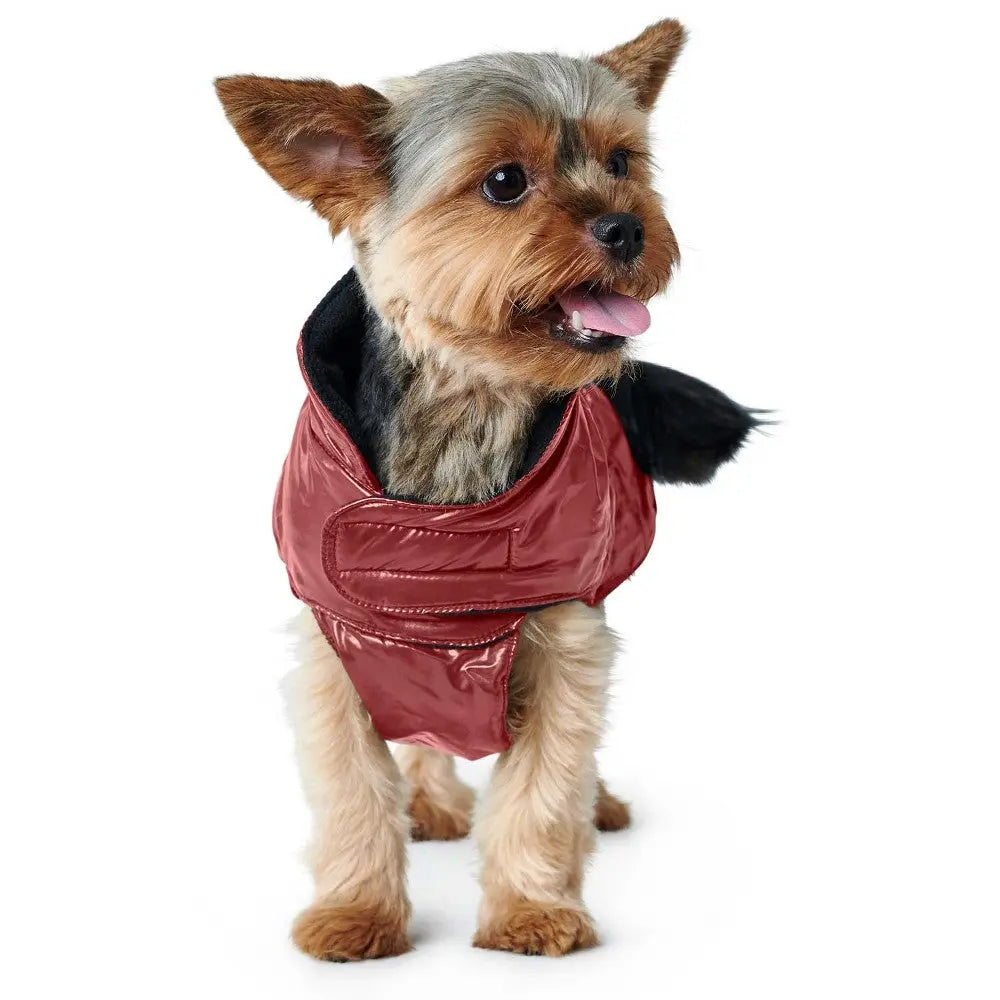 Small dog in a stylish red jacket, perfect for keeping warm and fashionable during walks.