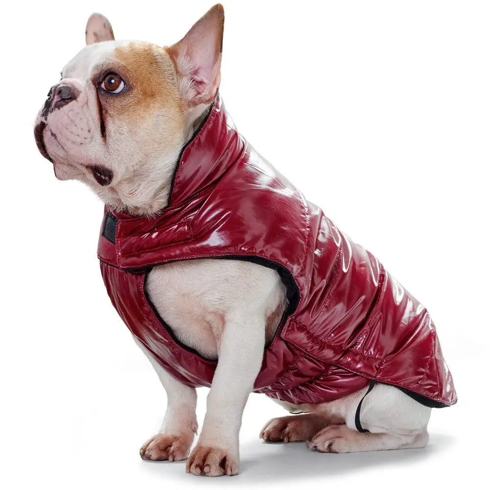 French Bulldog in a stylish red puffer jacket, perfect for keeping pets warm and fashionable.