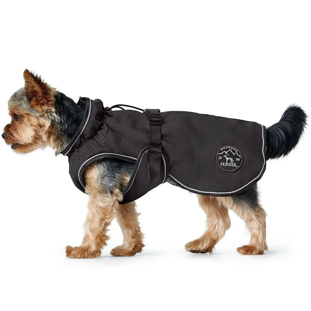 Dog wearing a stylish black waterproof coat with a harness for outdoor adventures.