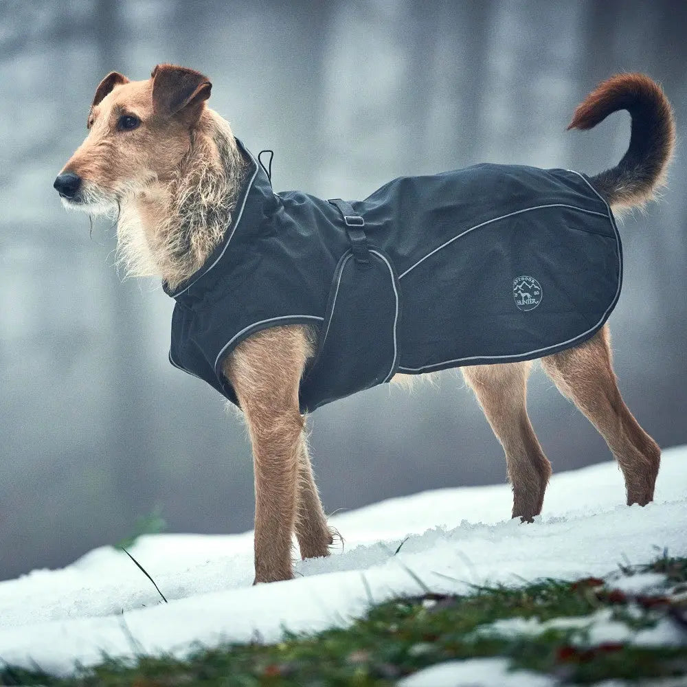 Dog in a stylish black winter coat standing in a snowy forest.