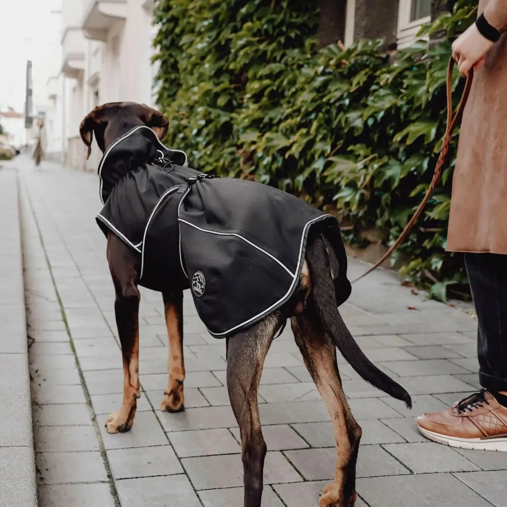 Dog wearing a stylish black raincoat while walking on a city sidewalk.