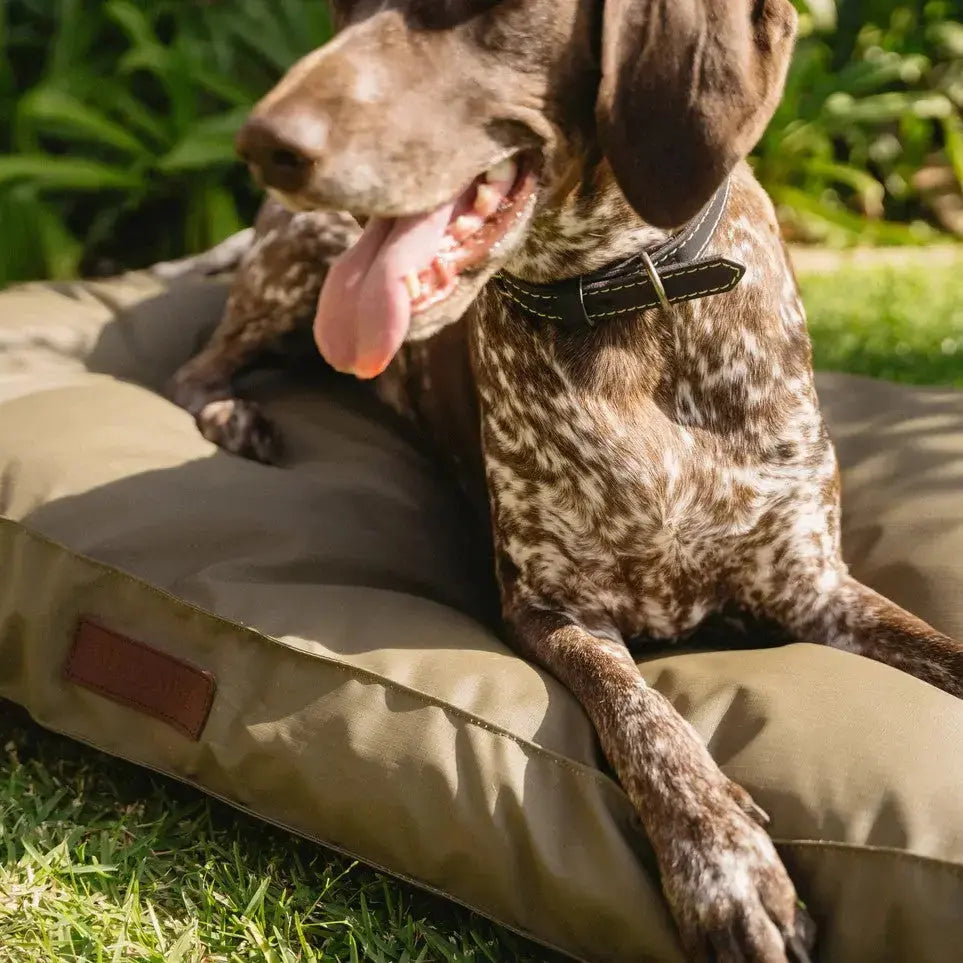 Huntlea Kalahari Orthopaedic Dog Bed Lifestyle Image