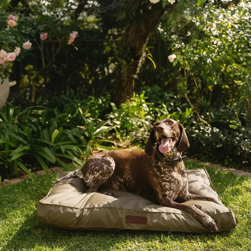 Huntlea Kalahari Orthopaedic Dog Bed Lifestyle Image