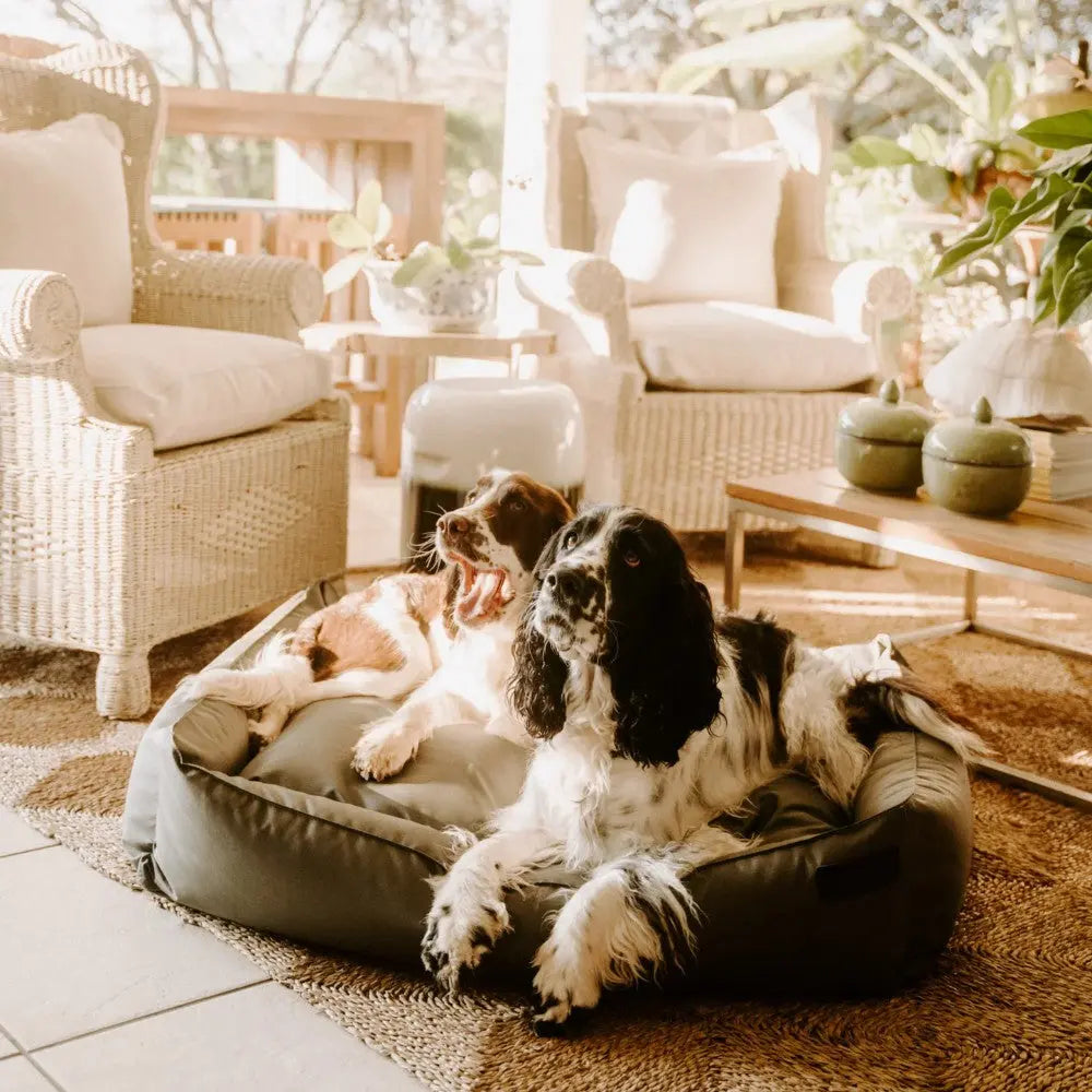 Two dogs relaxing together on a cozy pet bed in a sunlit living room.