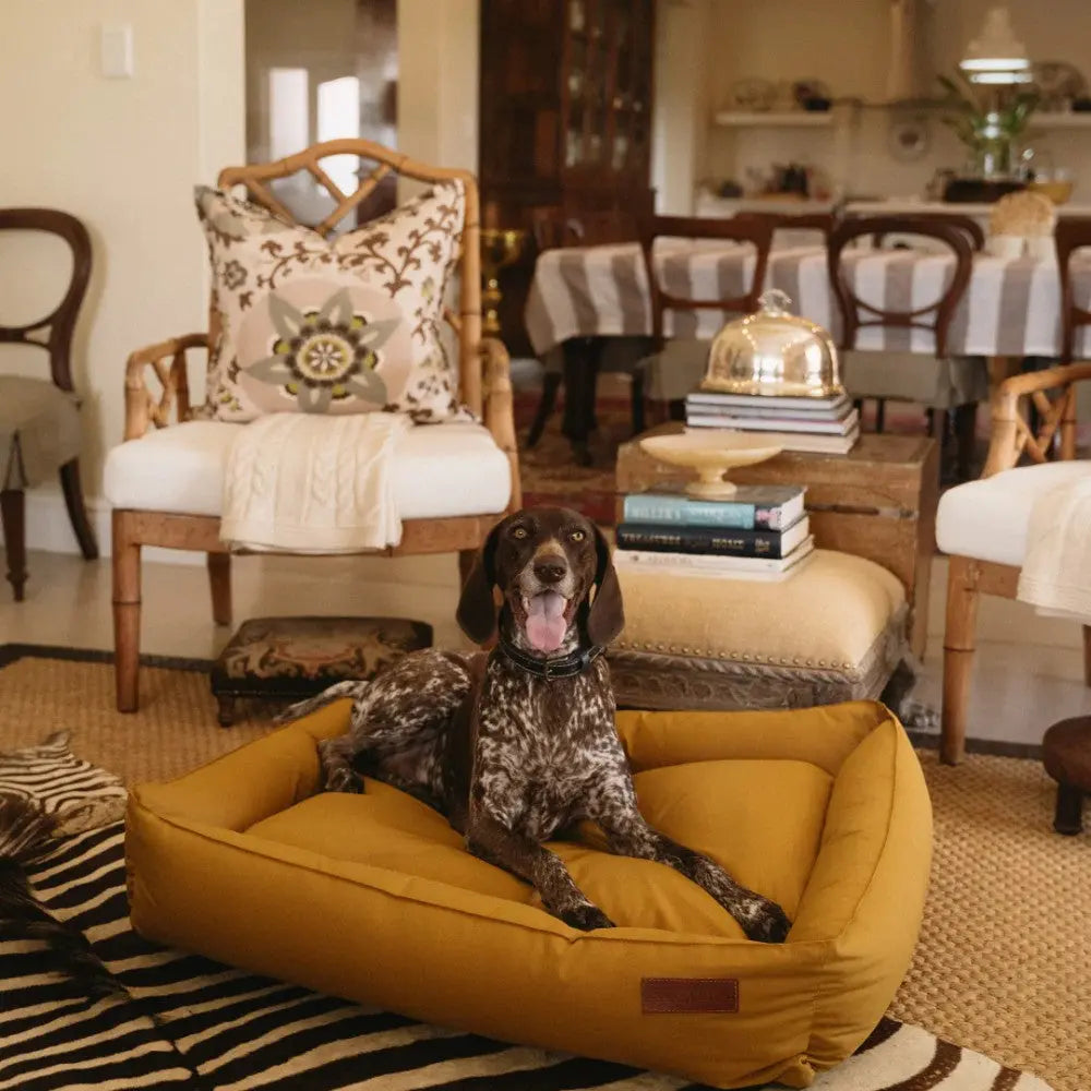 Cozy dog bed in a stylish living room with a happy dog lounging comfortably.