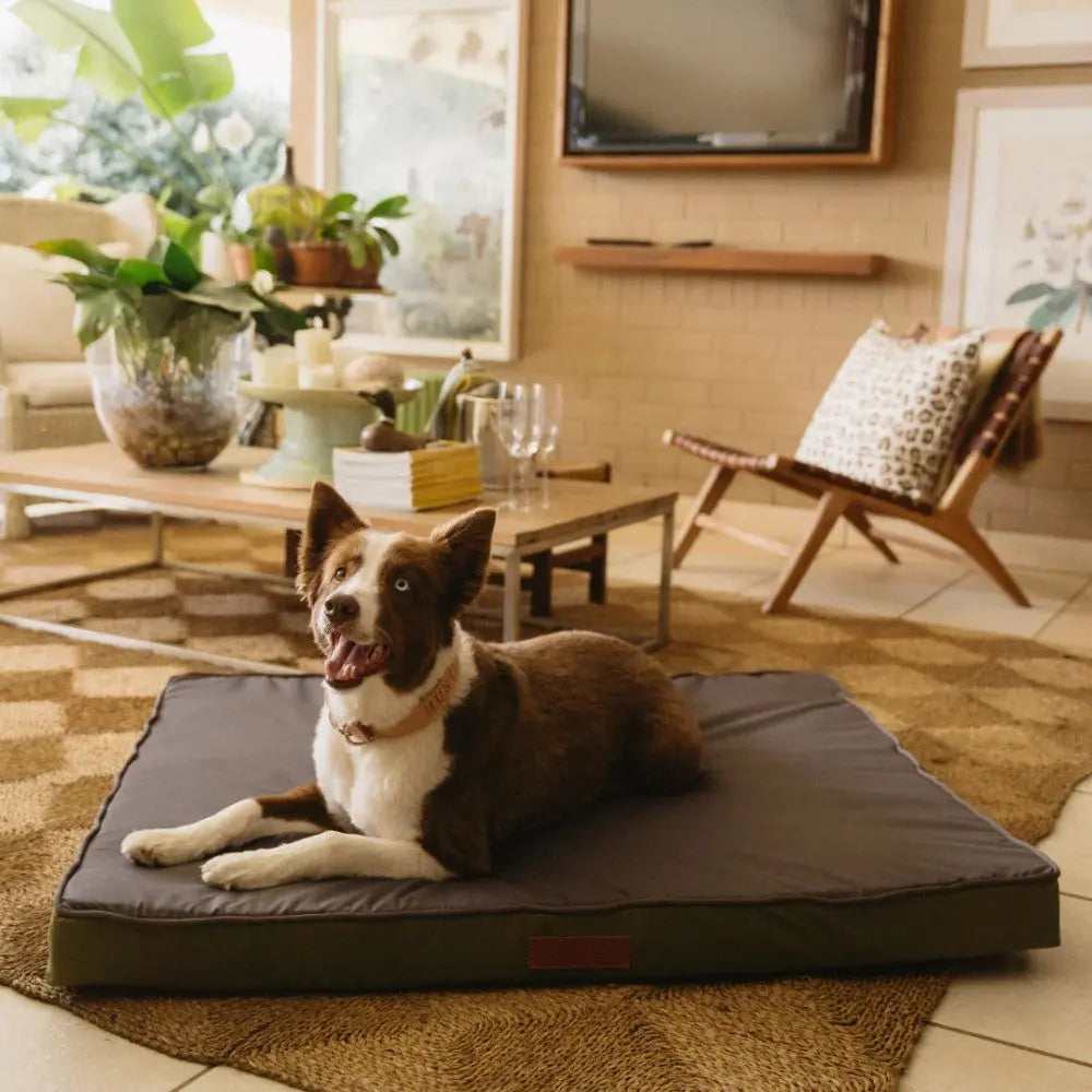 Cozy dog resting on a comfortable bed in a stylish living room setting.