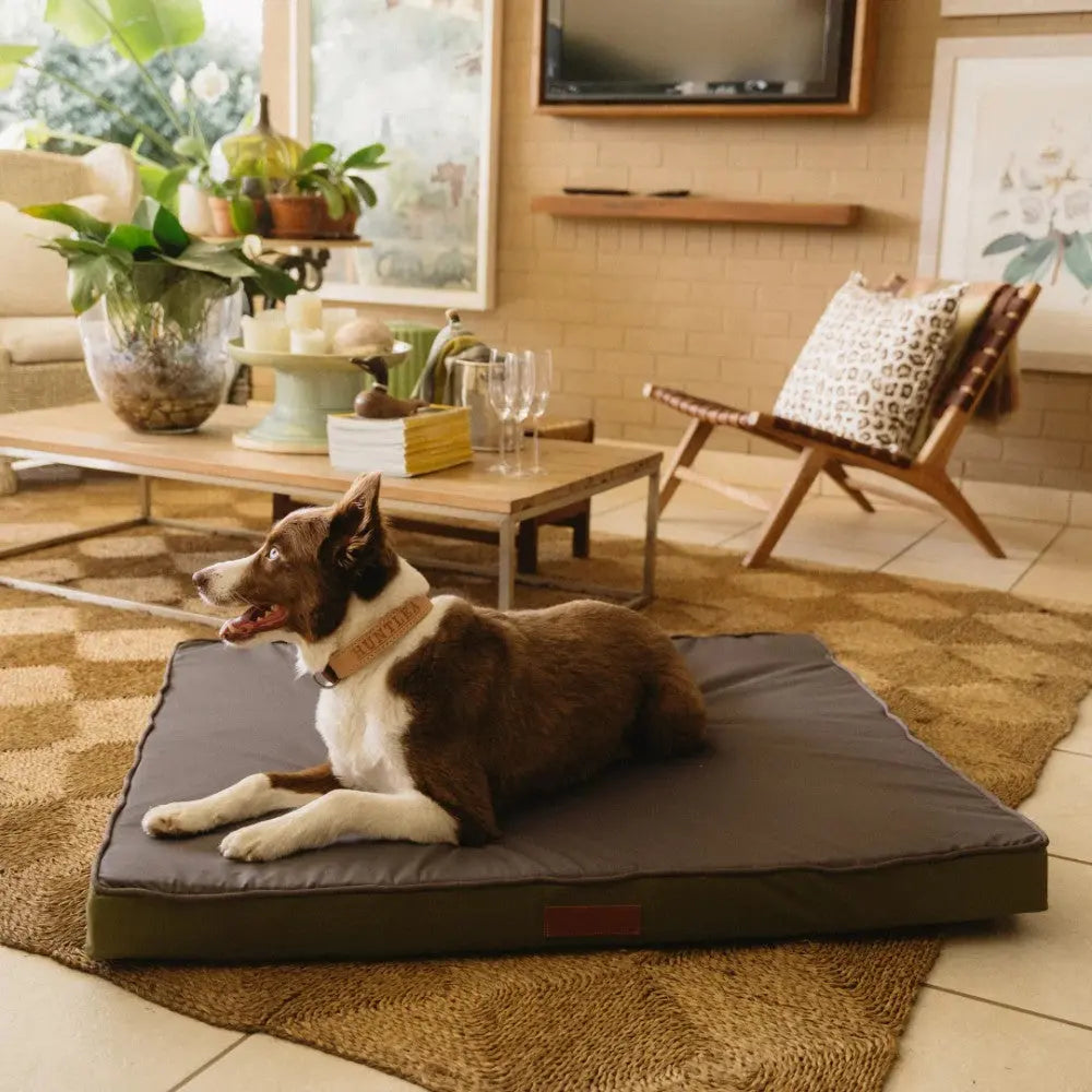 Dog resting on a cozy bed in a stylish living room with modern decor and natural light.