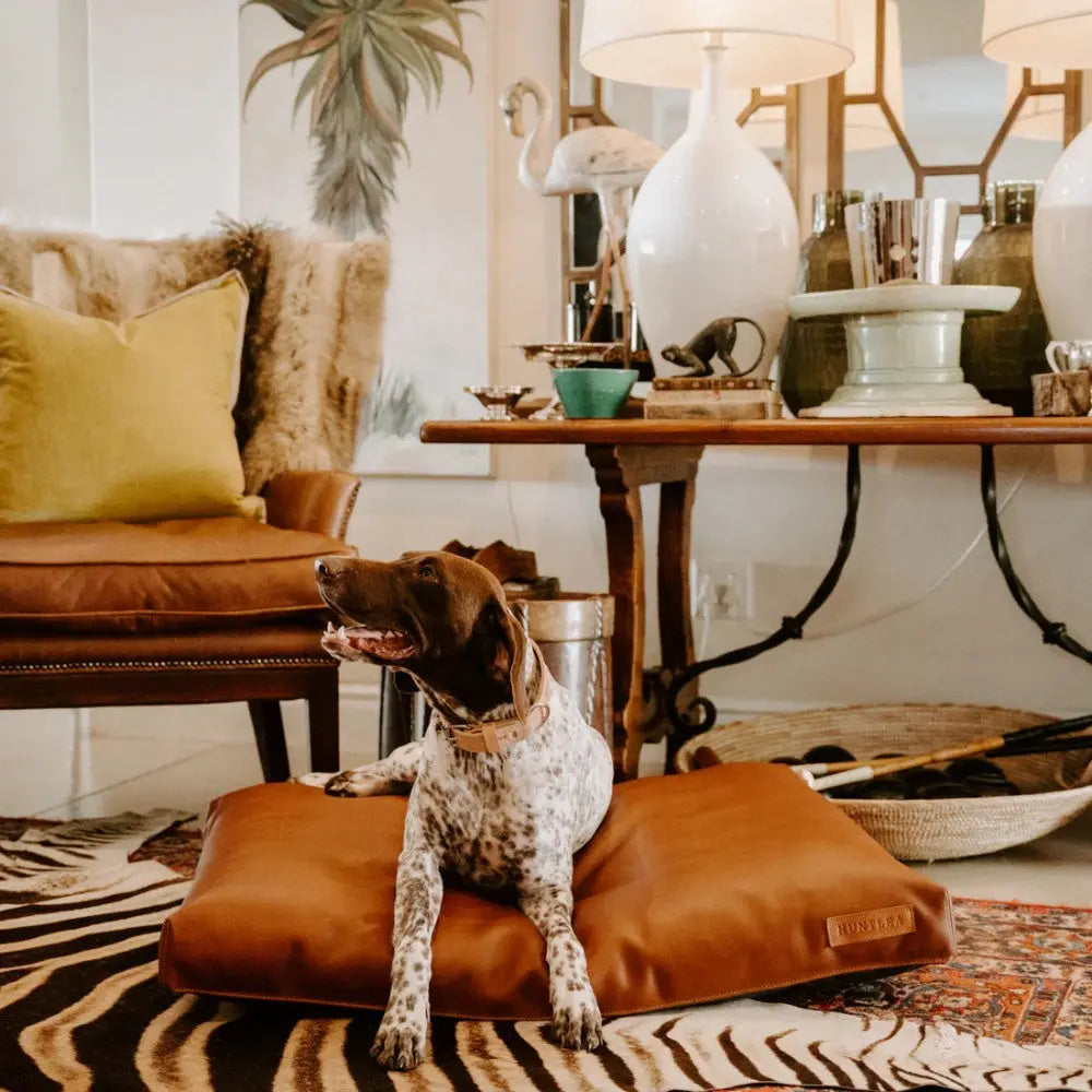 Cozy dog lounging on a stylish leather bed in a chic living room setting.