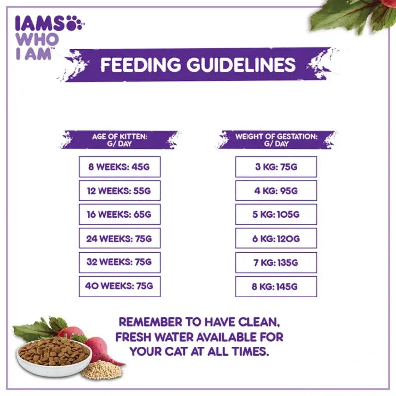 Infographic showing IAMS feeding guidelines for kittens by age and weight during gestation.