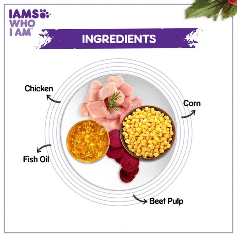 Ingredients for pet food: chicken, corn, fish oil, and beet pulp displayed in a bowl.