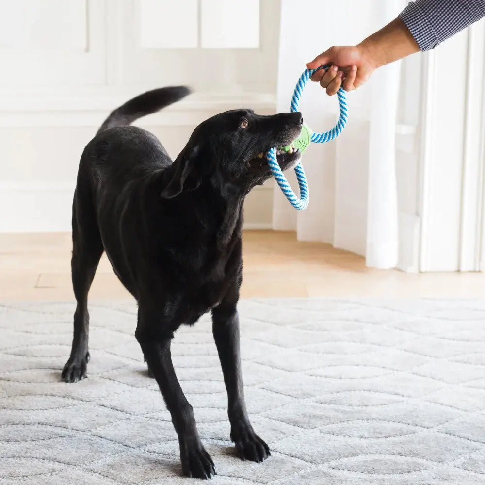 Black dog playing with a blue and white tug toy in a bright, cozy living room.