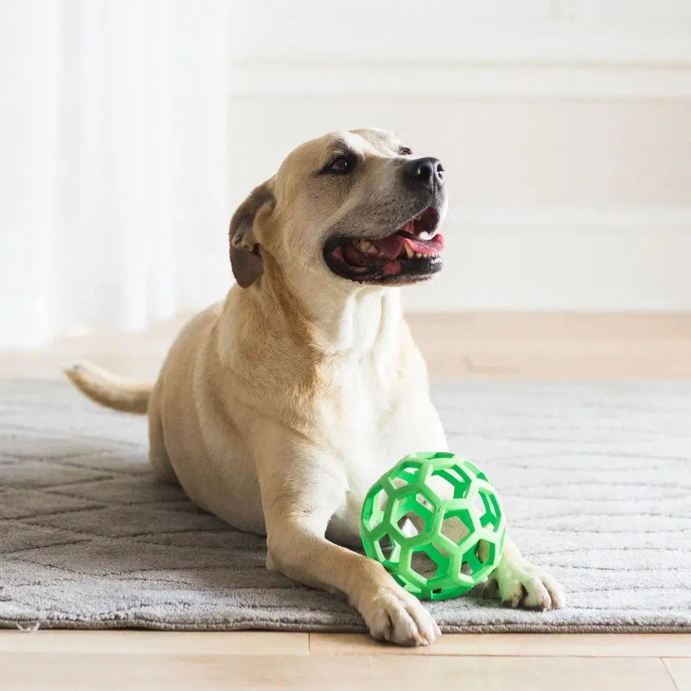 Happy dog playing with a green toy ball on a cozy rug indoors.
