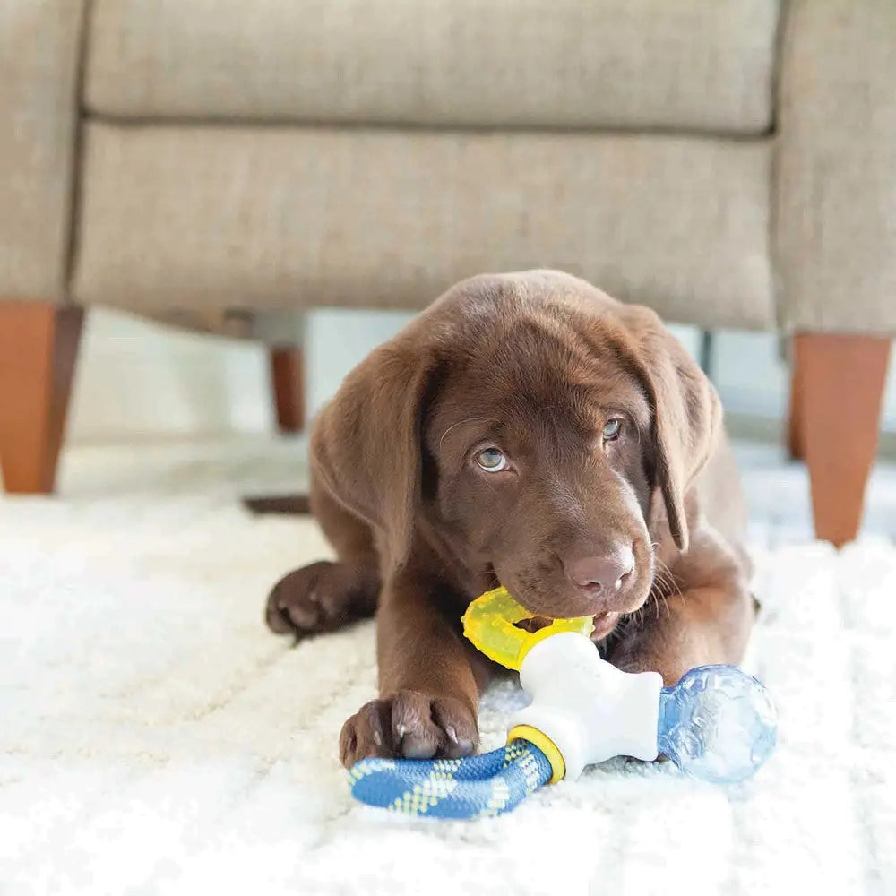Cute brown puppy chewing on a colorful dog toy on a soft rug.