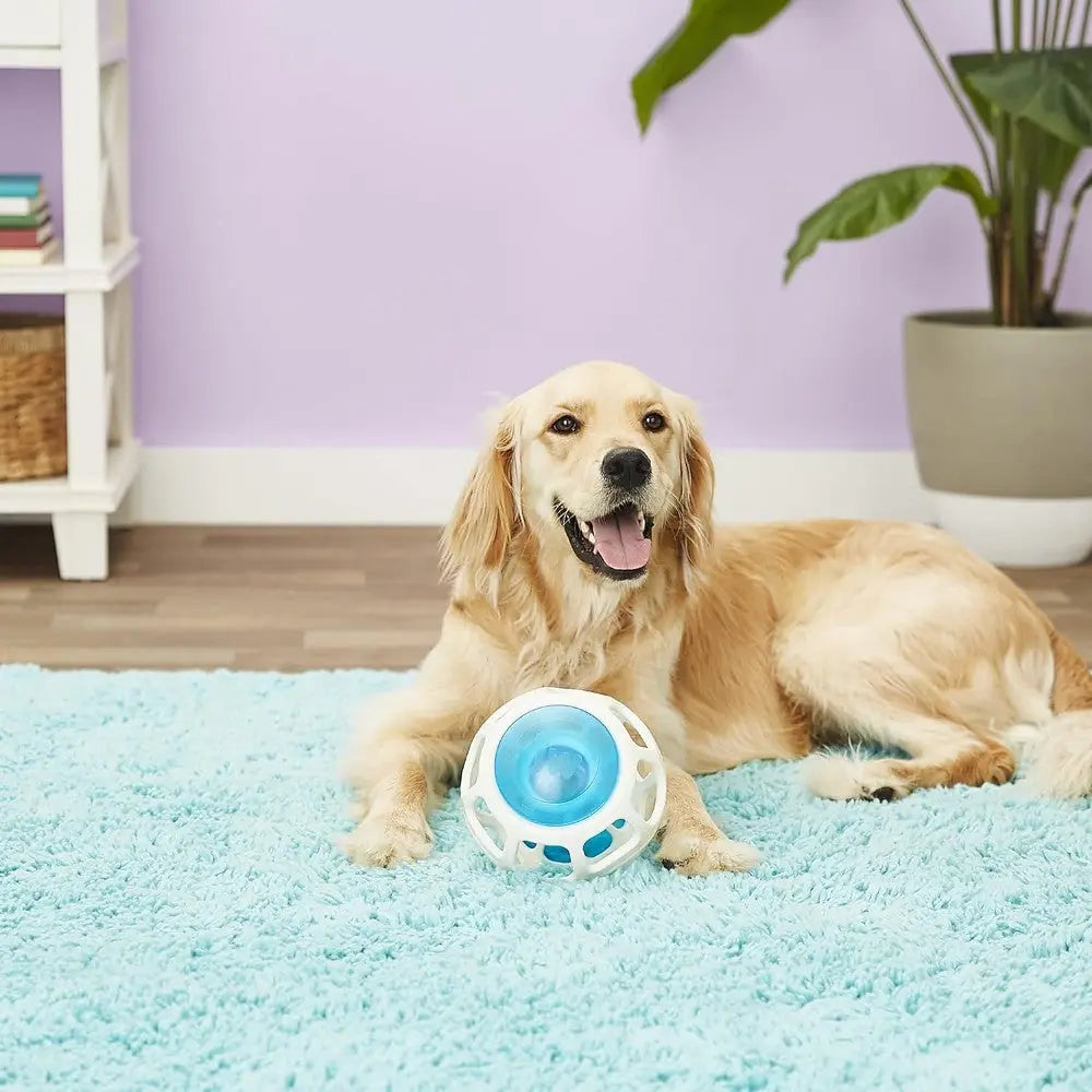 Golden retriever playing with a blue interactive toy on a soft rug in a cozy living room.