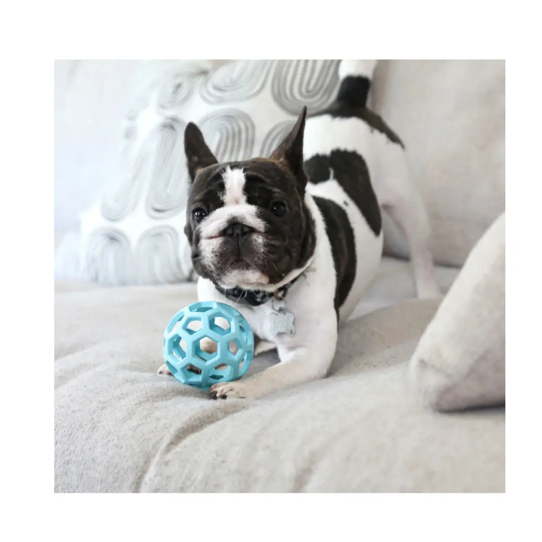 JW Hol-ee Roller Trend-Ee Dog Toy