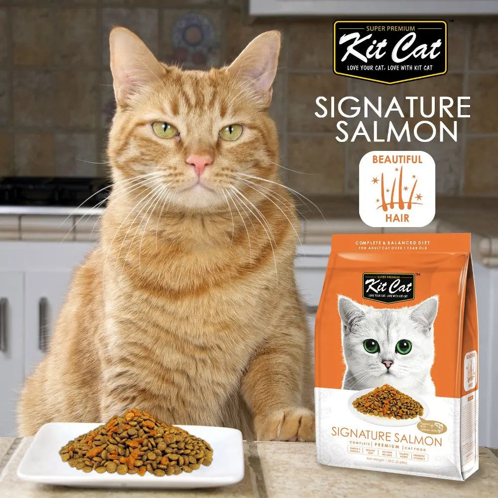 Orange cat beside Kit Cat Signature Salmon cat food bag and bowl, promoting healthy fur and balanced nutrition.