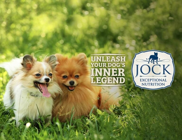 Canine & Co