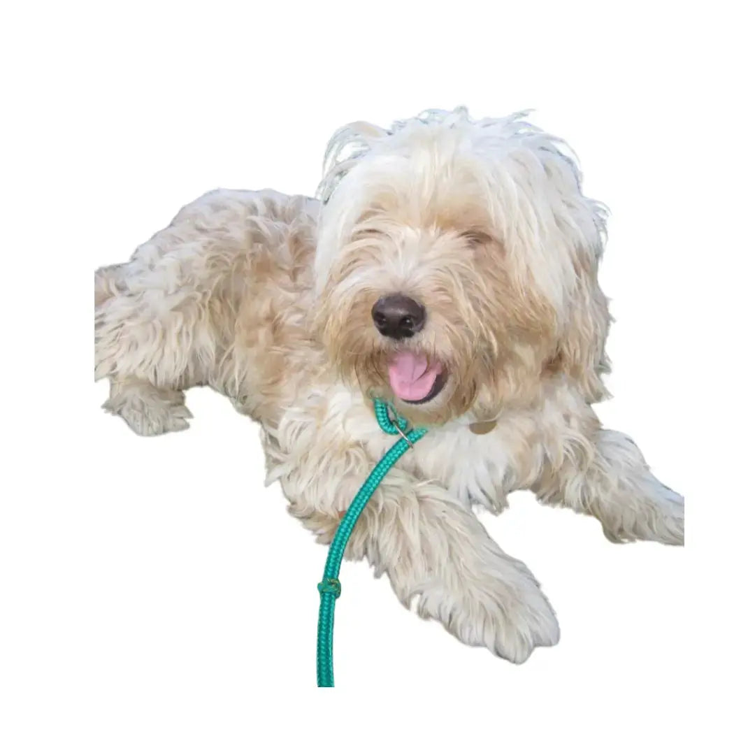 Kunduchi Comfort Slip Lead   | Canine & Co
